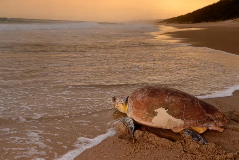caretta